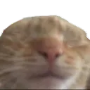 swagcatblindeaf