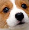 awoo