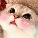 8_cat_shylook Discord Emoji