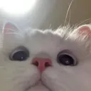 8_cat_stare Discord Emoji