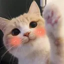 8_cat_highfive Discord Emoji
