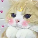 8_cat_cute