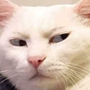 8_cat_judging Discord emoji