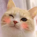 8_cat_wink Discord Emoji