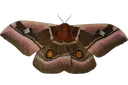moth