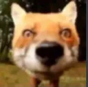 foxstare Discord Emoji