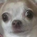 dogwtf custom emote | FriendZone | Make Friends ⋅ Fun Chill Active Chat ⋅ VC Social Gaming ⋅ Memes ⋅ Nitro Emojis ⋅ Anime