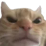 catenojado Discord Emoji