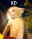 CatXD Discord Emoji
