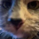 hi hi