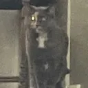 ghost ghost