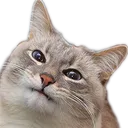 kot