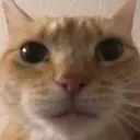 SC_CatStare Discord Emoji