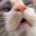 ehhhhh ehhhhh