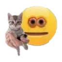 holding_kitten Discord Emoji