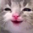 catsmile catsmile