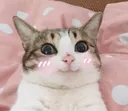 catShy