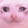 SST_PinkSadcat SST_PinkSadcat