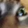 Dum_Cat