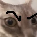 eyebrow_cat eyebrow_cat