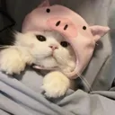 catpig Discord Emoji