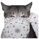 8089whitebandanacat Discord Emoji