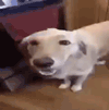 br_butterdog Discord emoji