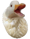6123_happy_duck_bean