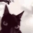 catshakingheadfunnycatface