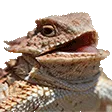 hehehe