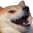 memedogkek