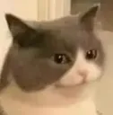 ummmcat ummmcat