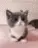 catArrive
