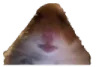 hampter