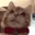 mewhencat