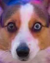 paincorgi