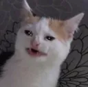 Cat_Happy_Cry Discord Emoji