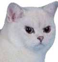 madcat