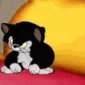 y_CatPuto y_CatPuto