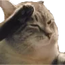 CatSalute