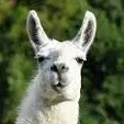 templarsllama