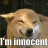dog_innocent dog_innocent