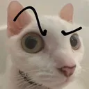 catestare