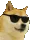 dogepop