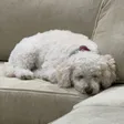 breefiJawsslep