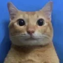 ncarlos