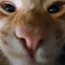 albert albert