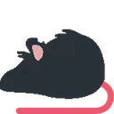 rat_black rat_black