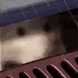 ratjam2