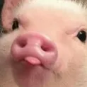 svinface svinface